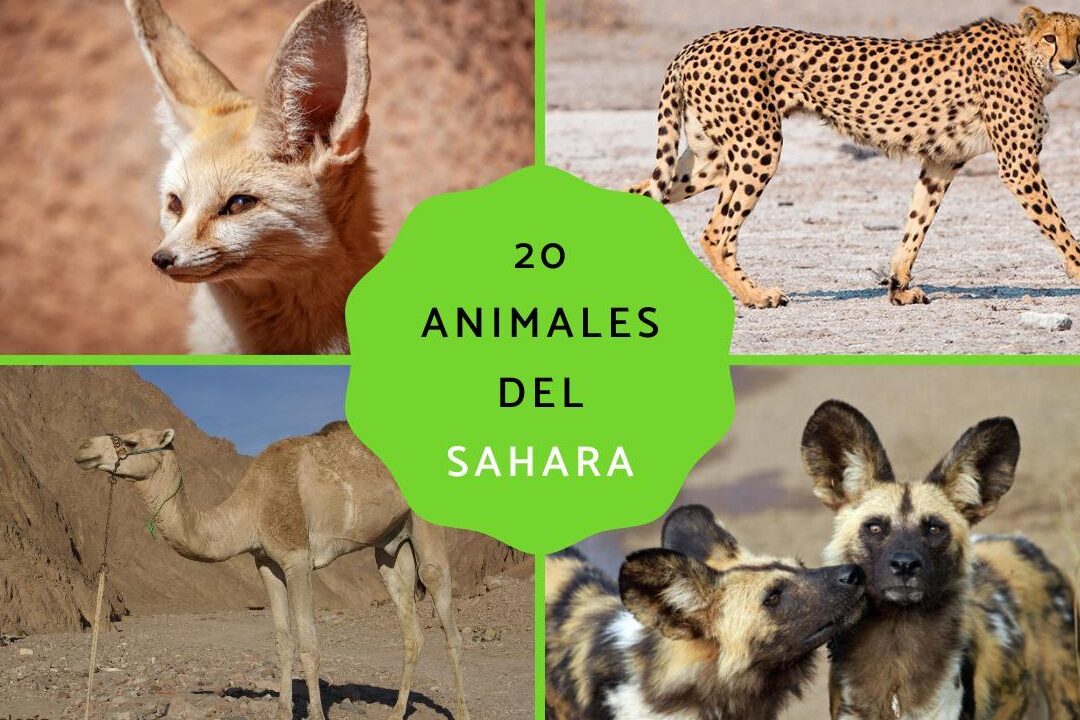 20 ejemplos de desiertos alrededor del mundo y su fauna