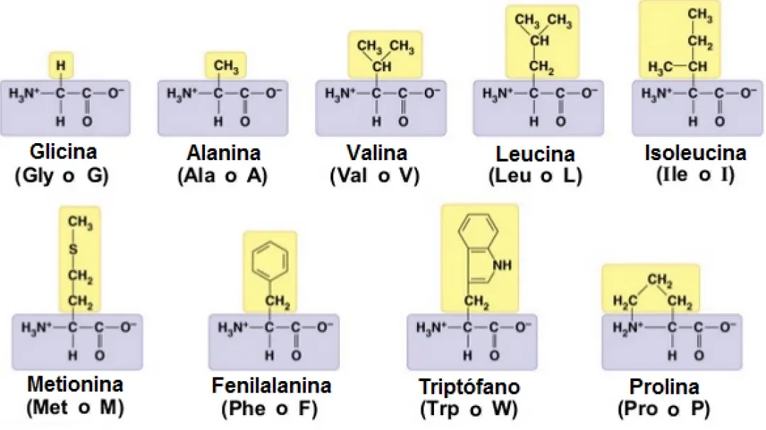 10 ejemplos de aminoacidos