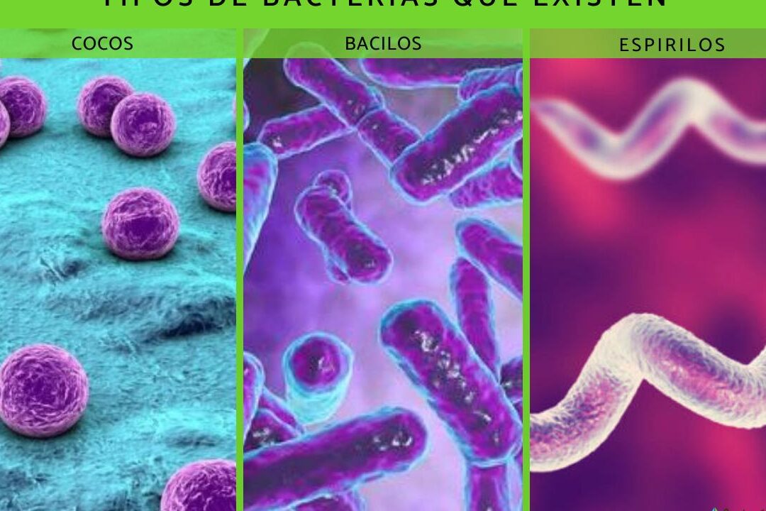 10 ejemplos de celulas bacterianas