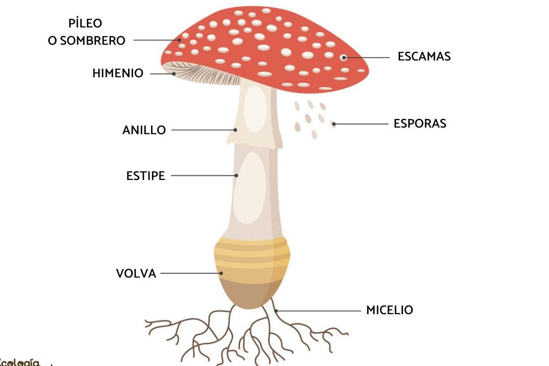 10 ejemplos de celulas de hongos