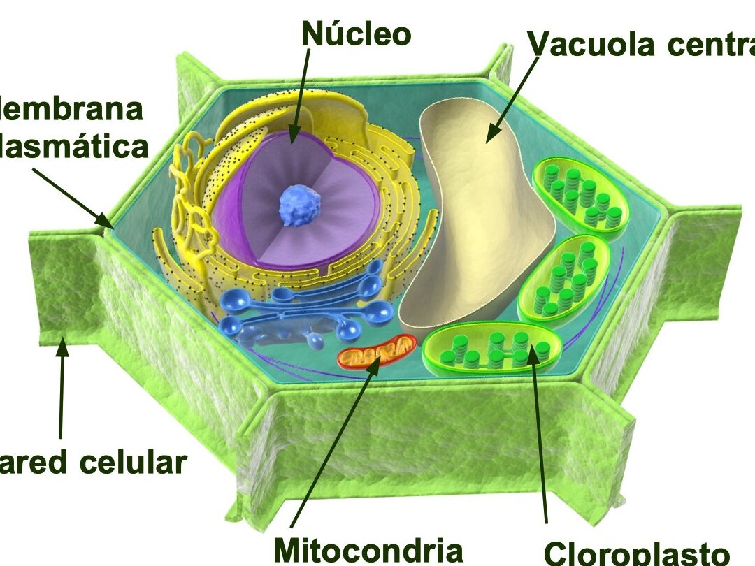 10 ejemplos de celulas vegetales