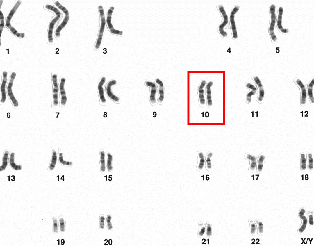 10 ejemplos de cromosomas