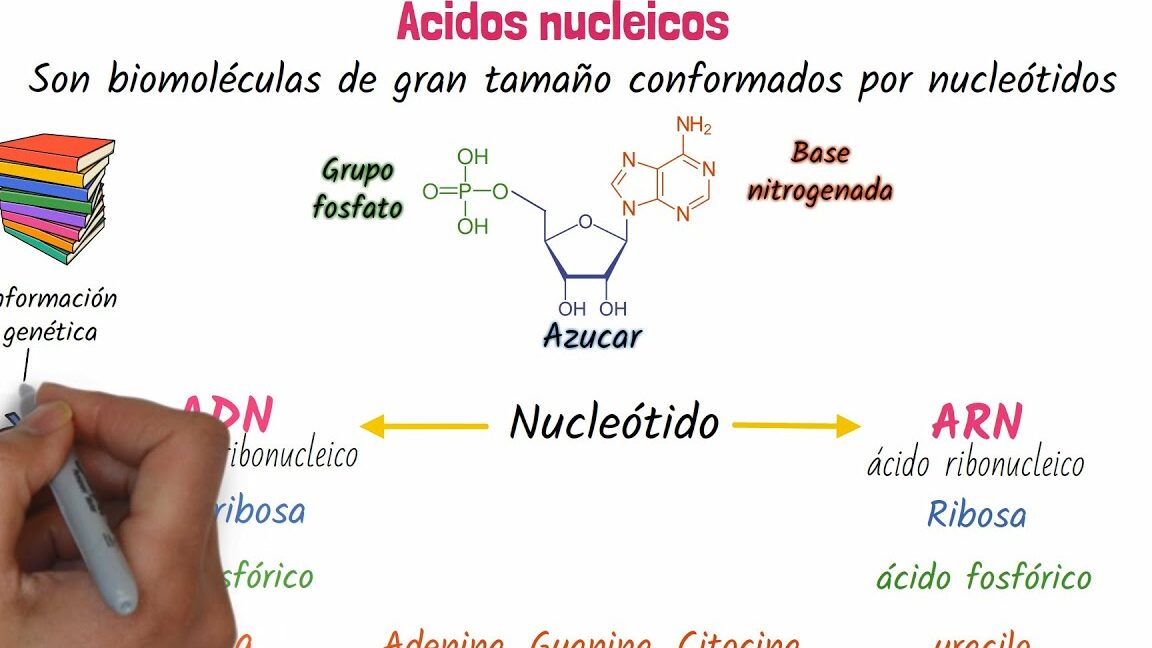 10 ejemplos de acidos nucleicos