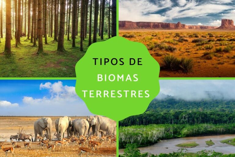 20 ejemplos de biomas terrestres y su diversidad
