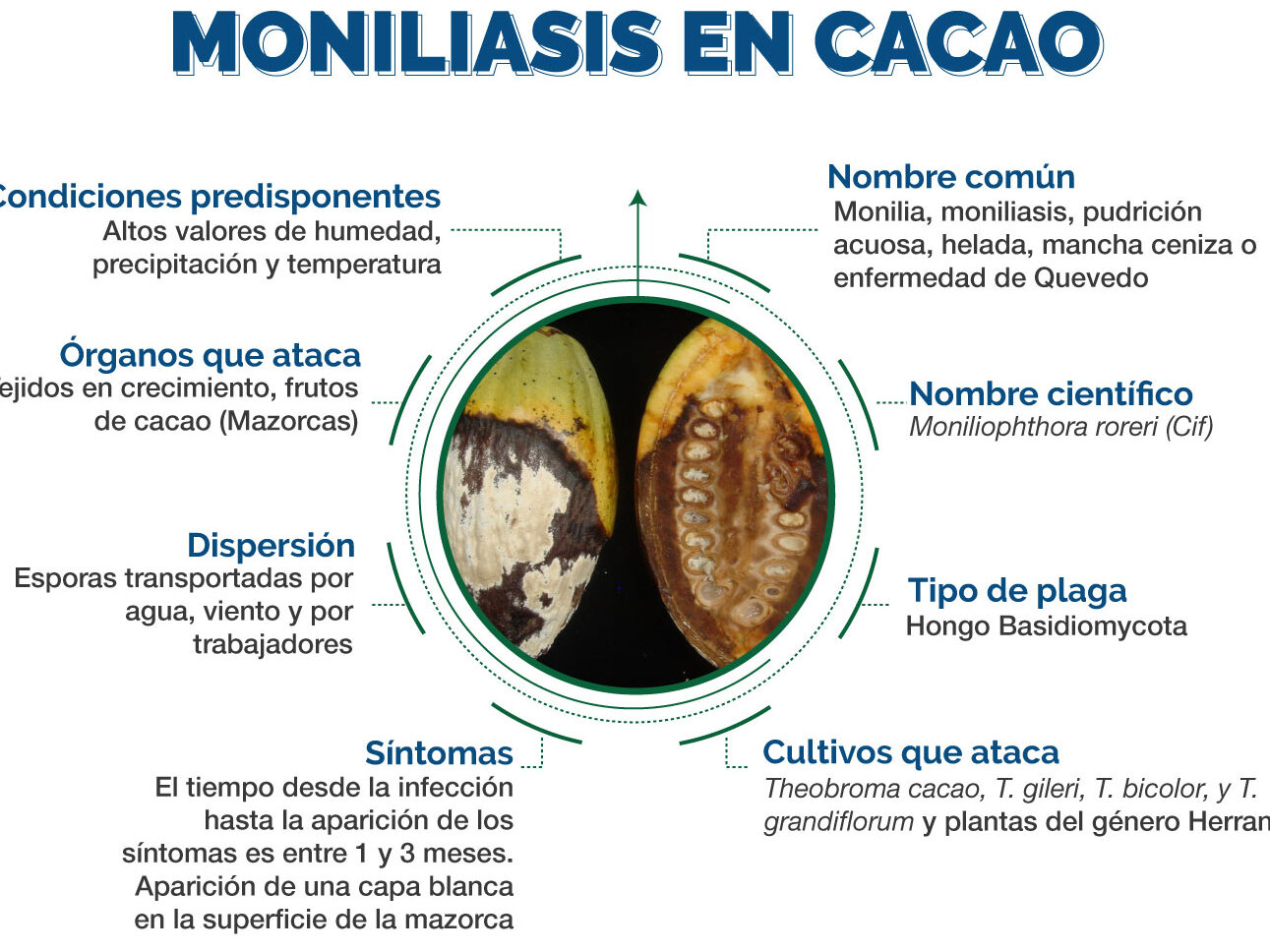 20 ejemplos de la geografia de las principales regiones productoras de cacao