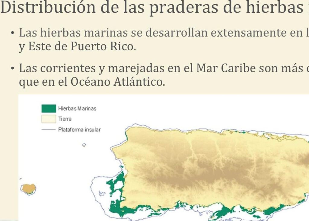 20 ejemplos de la geografia de las principales regiones productoras de hierbas