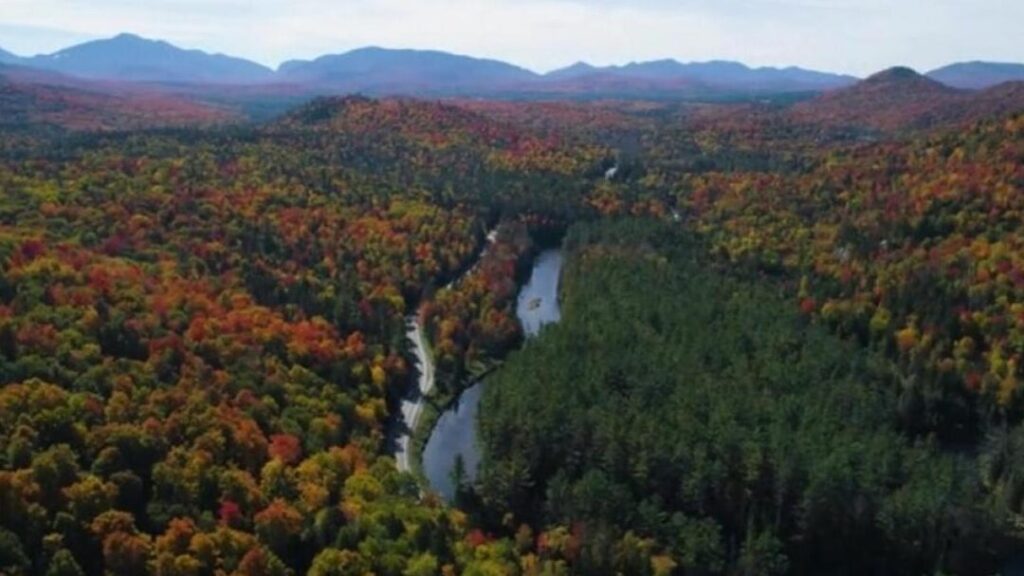 20 ejemplos de los bosques mas antiguos del mundo