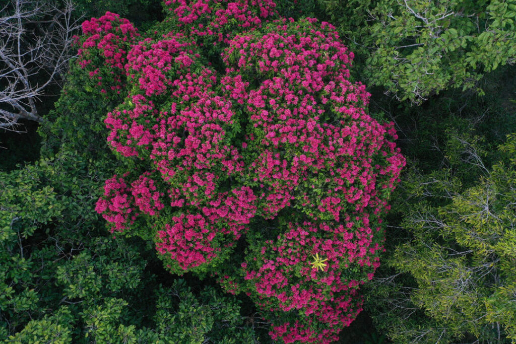 20 ejemplos de selvas y bosques tropicales y su importancia