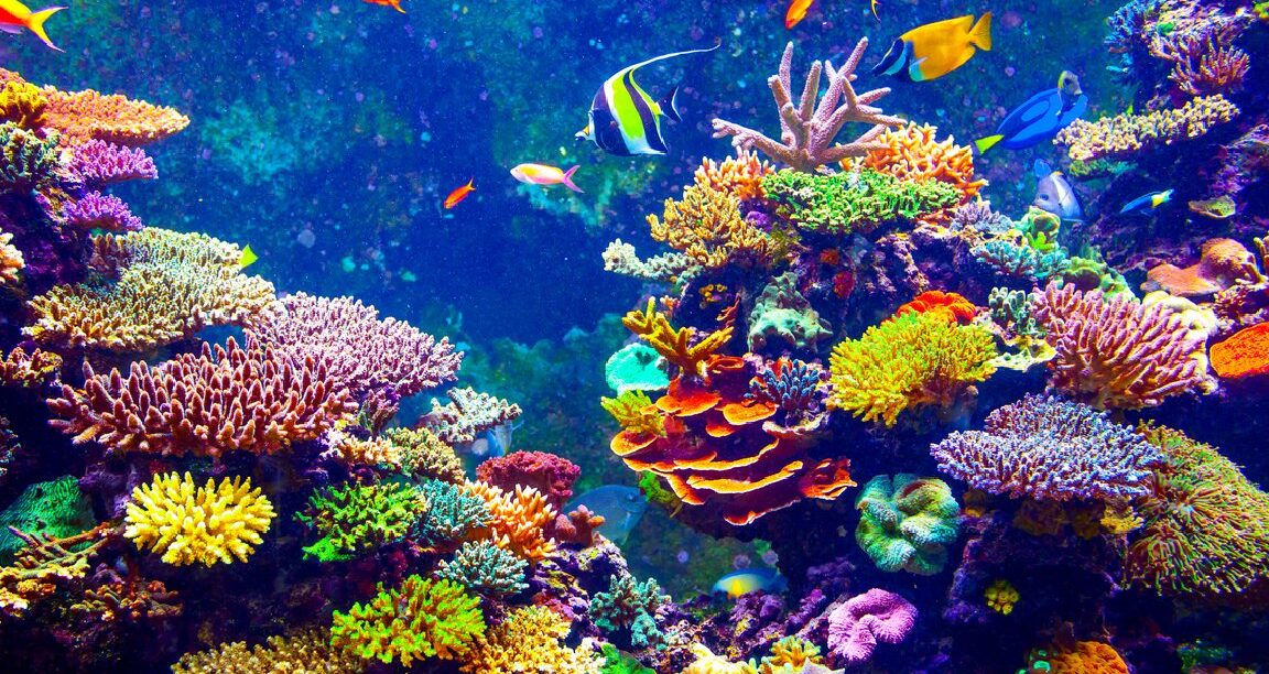 10 ejemplos de ecosistemas de arrecife de coral