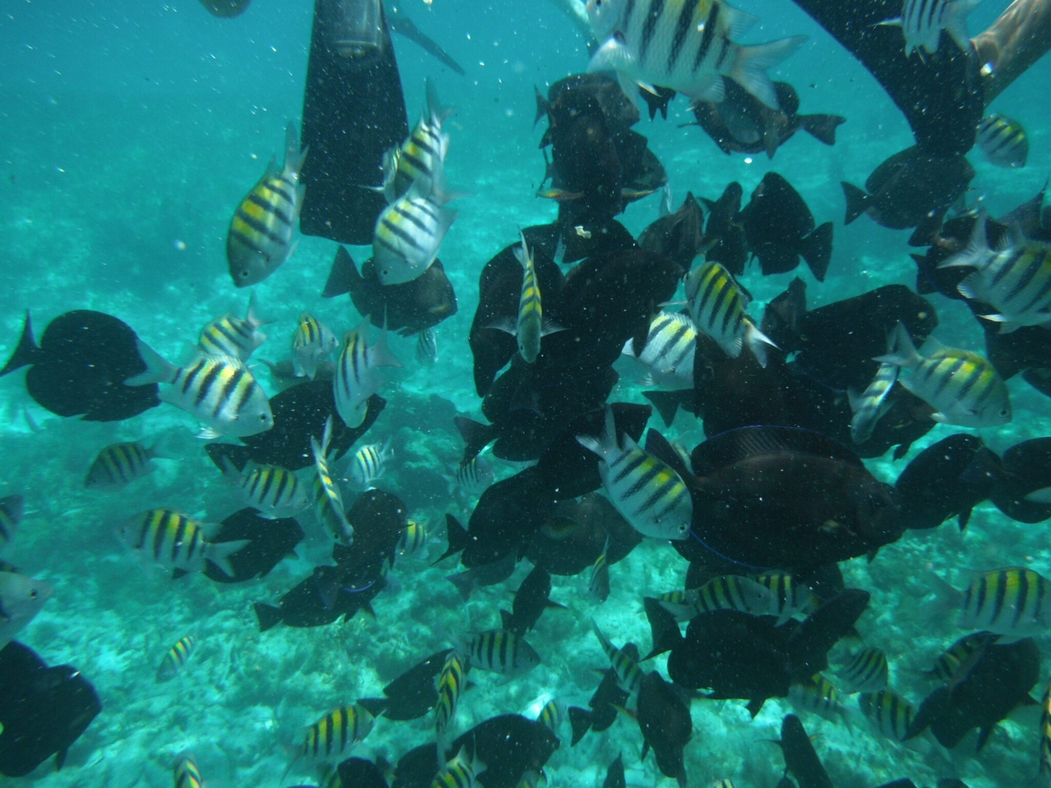 10 Ejemplos De Ecosistemas De Mar Profundo Ejemplos