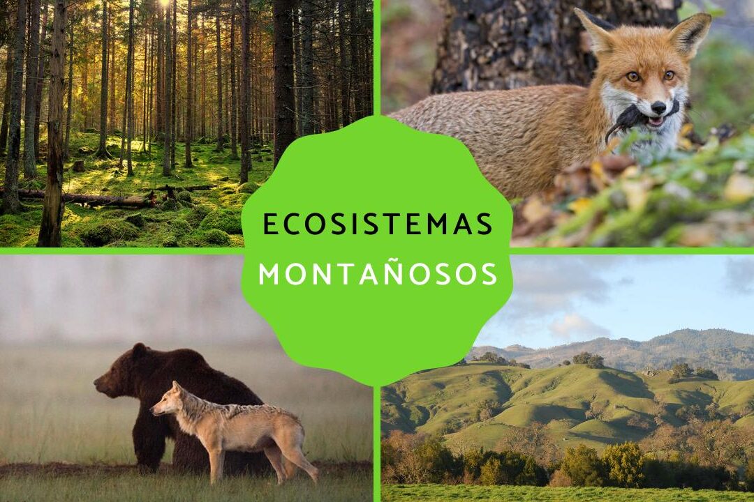 10 ejemplos de ecosistemas de montana