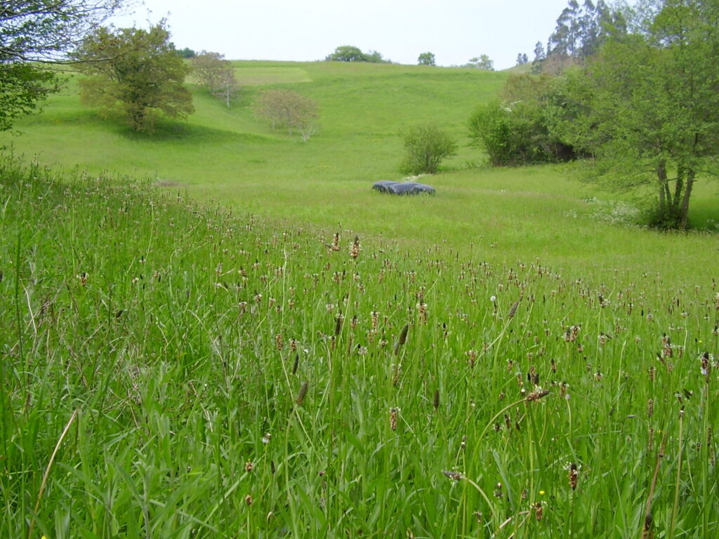 10 ejemplos de ecosistemas de pradera