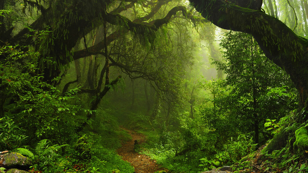10 ejemplos de ecosistemas de selva