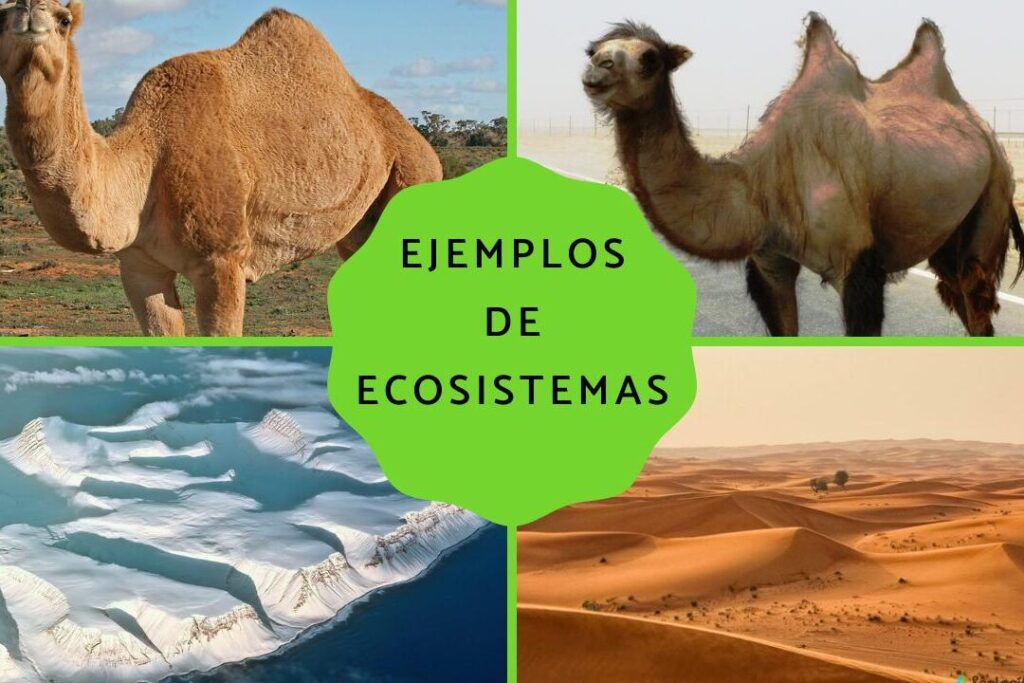 10 ejemplos de ecosistemas terrestres