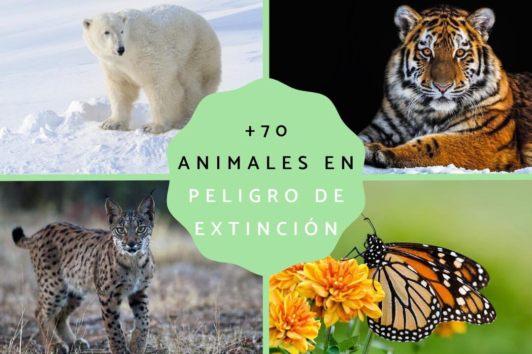 10 ejemplos de especies animales en peligro de
