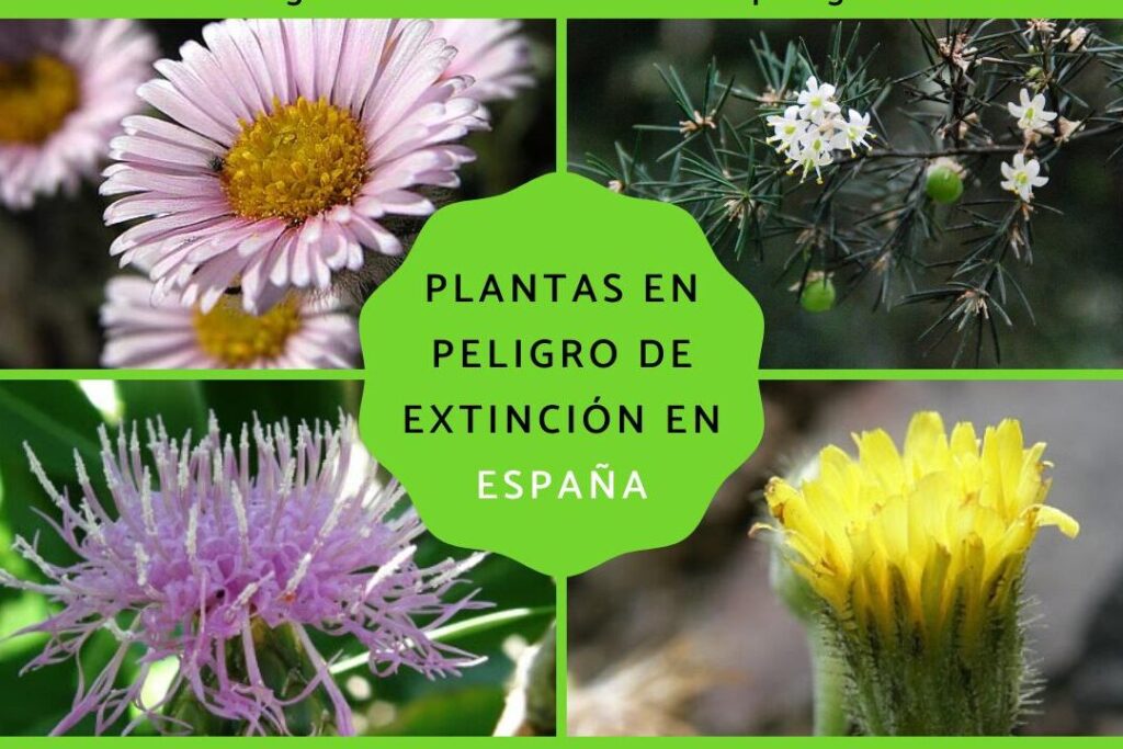 10 ejemplos de especies vegetales en peligro de extincion