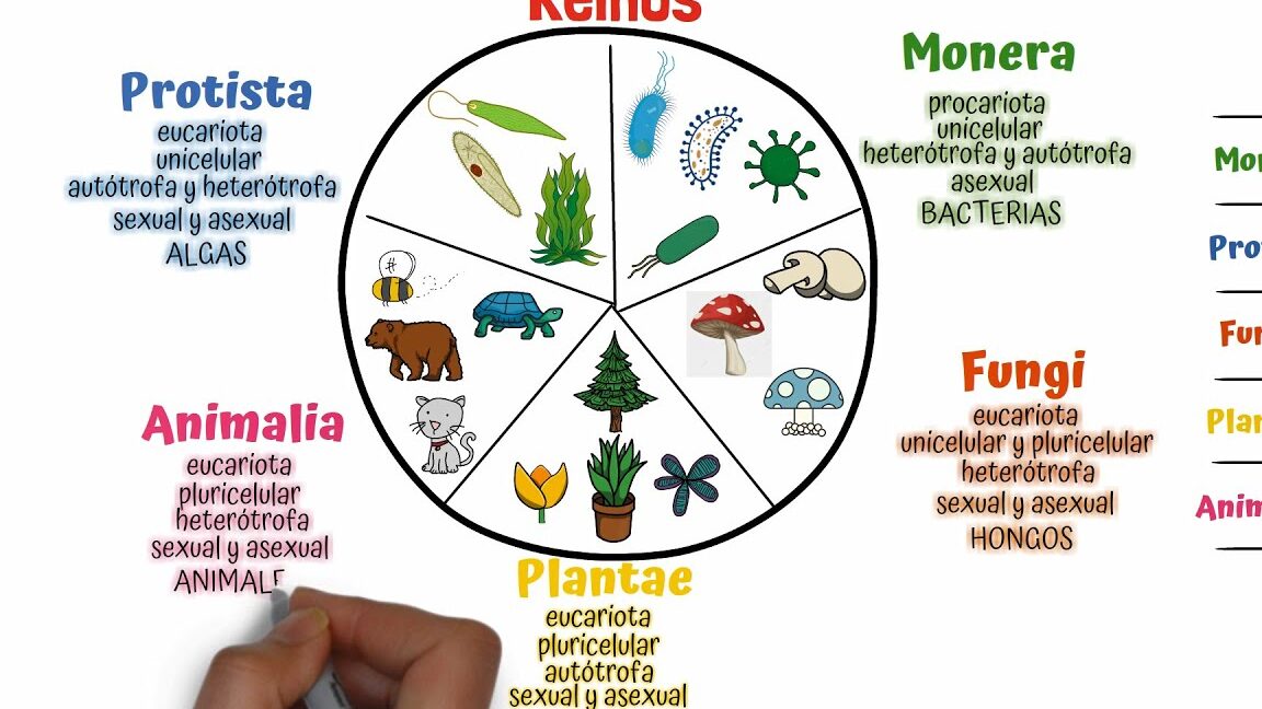 10 ejemplos de filos biologicos