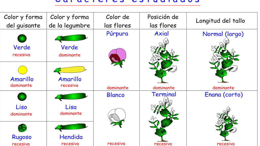 10 ejemplos de leyes de mendel