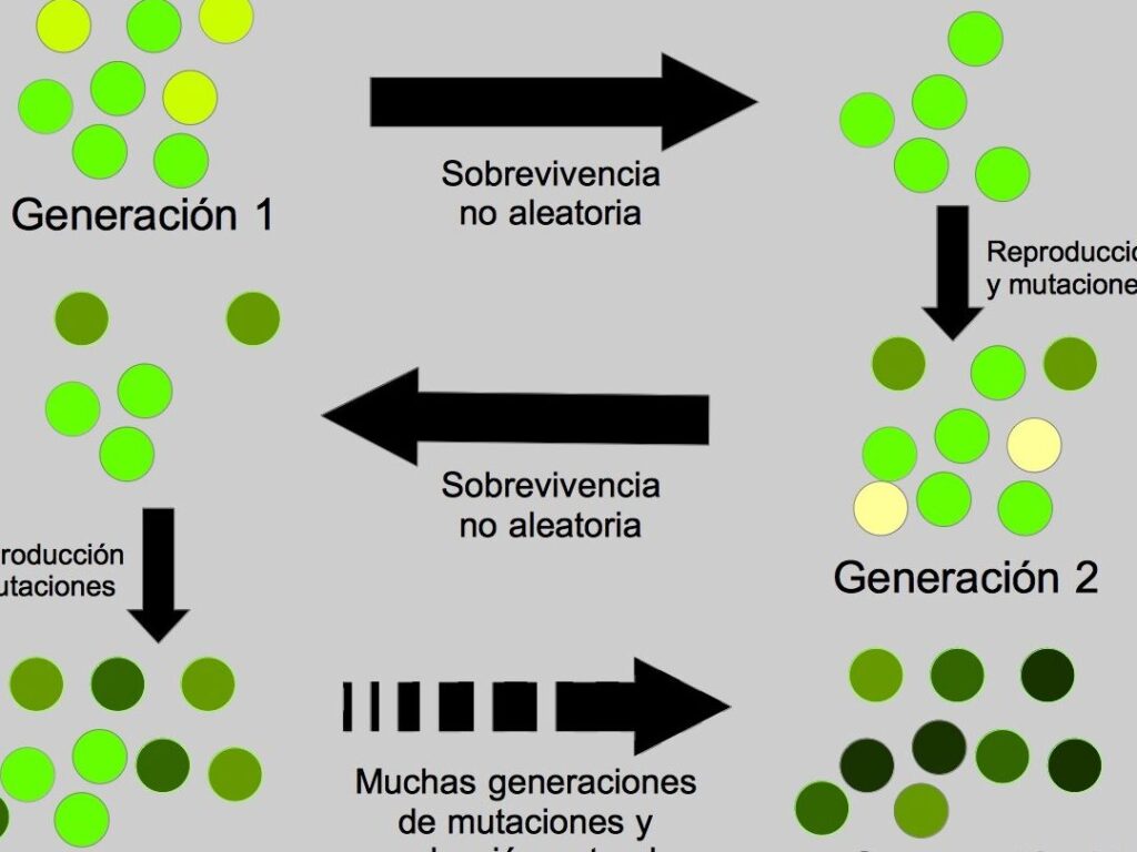 10 ejemplos de teorias de la seleccion natural