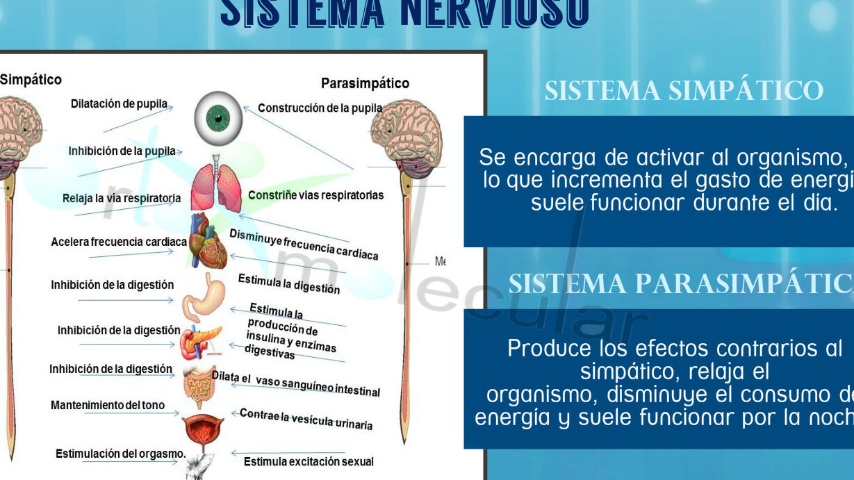 10 ejemplos de alimentos para personas con trastorno del ritmo de la secrecion sebacea