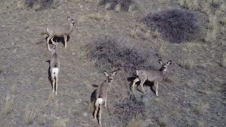 10 ejemplos de drones utilizados para la observacion de la vida silvestre