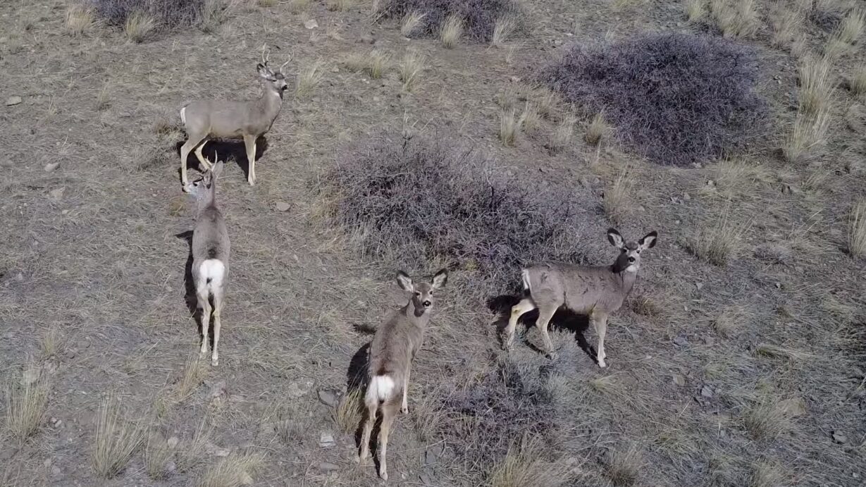 10 ejemplos de drones utilizados para la observacion de la vida silvestre